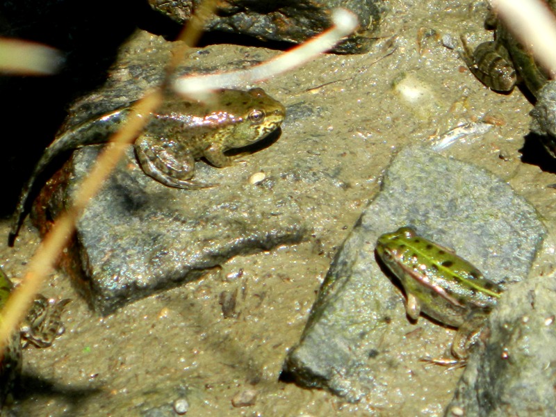 Ancora girino - Pelophylax sp. (prov. Mantova)